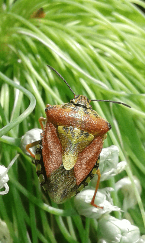 Pentatomidae : quale Carpocoris ?    Carpocoris purpureipennis